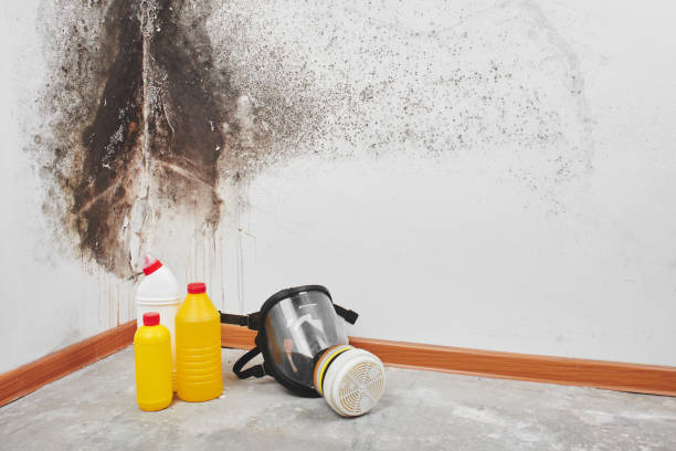Best Black Mold Removal  in Pelham, GA