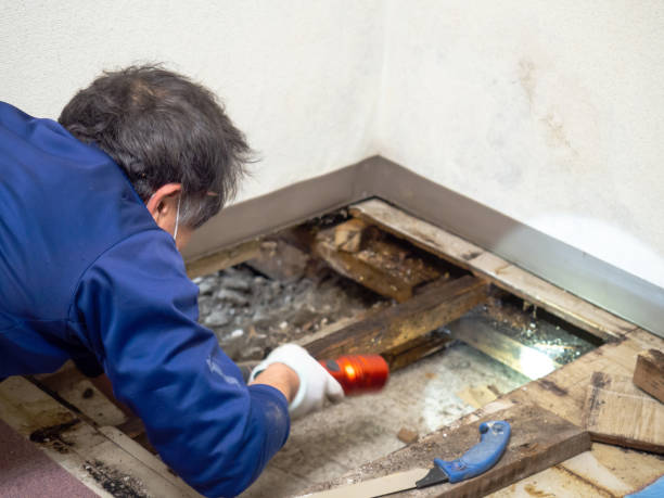 Best Residential Mold Removal  in Pelham, GA