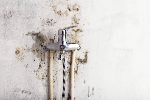 Office Mold Removal Services in Pelham, GA