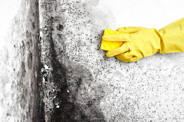 Best Office Mold Removal Services  in Pelham, GA