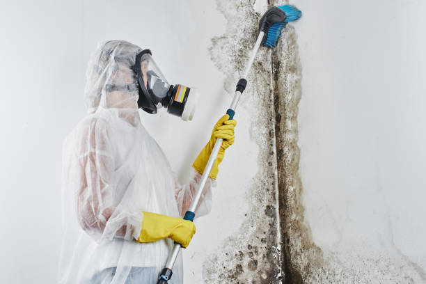 Best Certified Mold Removal  in Pelham, GA