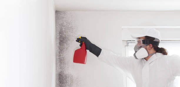 Best Mold Removal Specialists  in Pelham, GA