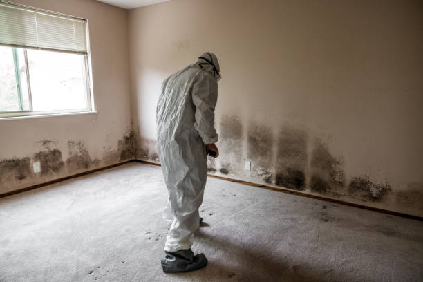 Best Attic Mold Removal  in Pelham, GA