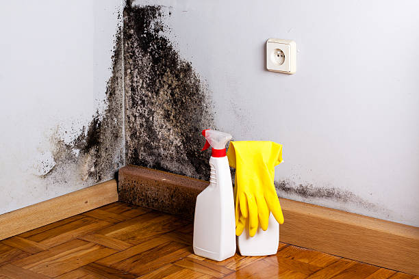 Best Office Mold Removal Services  in Pelham, GA