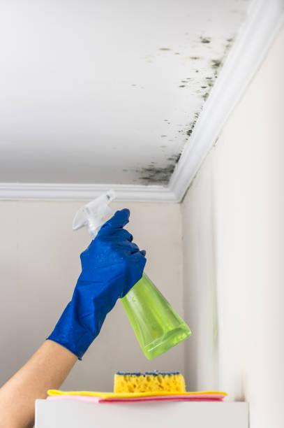 Best Mold Damage Repair  in Pelham, GA